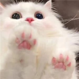 Ảnh đại diện Amit